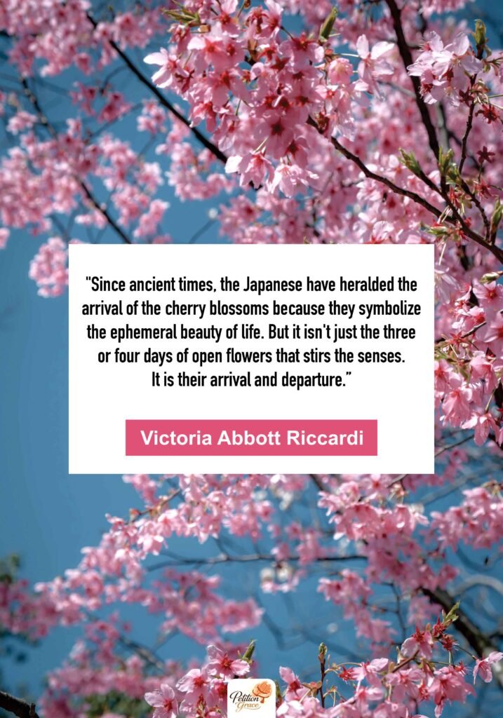 Cherry Blossom Quotes About Life and Impermanence