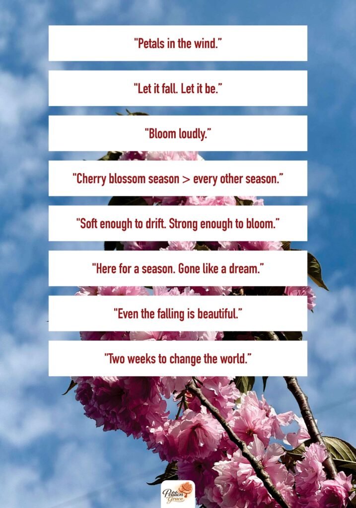 Short Cherry Blossom Quotes for Instagram Captions